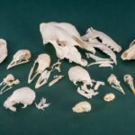 Mystery BoneBag – Skull Pack