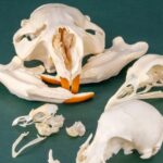 Mystery BoneBag – Skull Pack
