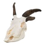 Real Four-horned Jacob Sheep Skull – 500 g
