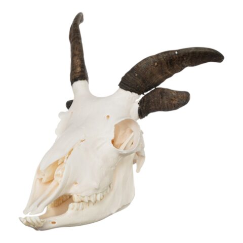 Real Four-horned Jacob Sheep Skull - 500 g