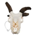 Real Four-horned Jacob Sheep Skull – 500 g