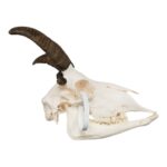 Real Four-horned Jacob Sheep Skull – 500 g