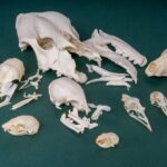 Mystery BoneBag – Skull Pack