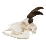Real Four-horned Jacob Sheep Skull – 500 g