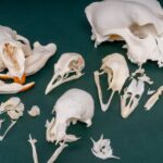 Mystery BoneBag – Skull Pack