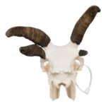 Real Four-horned Jacob Sheep Skull – 500 g