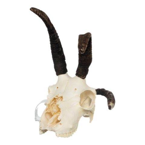 Real Four-horned Jacob Sheep Skull - 390 g