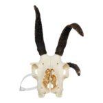 Real Four-horned Jacob Sheep Skull – 390 g