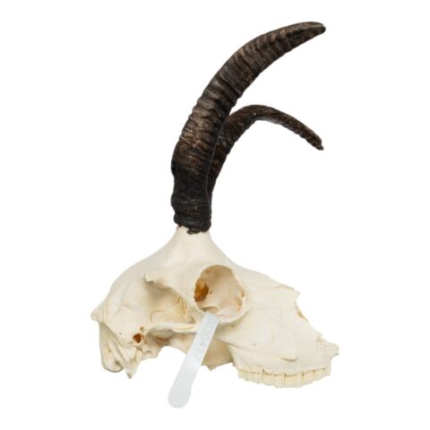 Real Four-horned Jacob Sheep Skull - 390 g