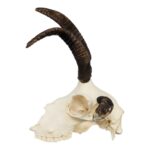 Real Four-horned Jacob Sheep Skull – 390 g