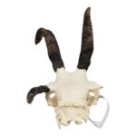 Real Four-horned Jacob Sheep Skull – 390 g