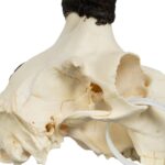 Real Four-horned Jacob Sheep Skull – 390 g