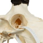 Real Four-horned Jacob Sheep Skull – 390 g