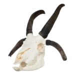 Real Four-horned Jacob Sheep Skull – 568 g