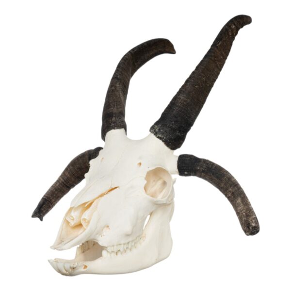 Real Four-horned Jacob Sheep Skull – 568 g