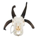 Real Four-horned Jacob Sheep Skull – 568 g