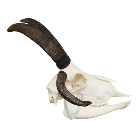 Real Four-horned Jacob Sheep Skull - 568 g