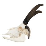 Real Four-horned Jacob Sheep Skull – 568 g
