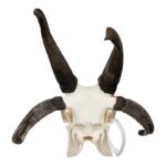 Real Four-horned Jacob Sheep Skull – 568 g