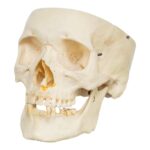 Real Human Skull – Partial