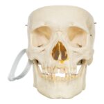Real Human Skull – Partial