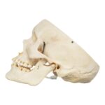 Real Human Skull – Partial