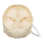 Real Human Skull – Partial