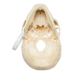 Real Human Skull – Partial