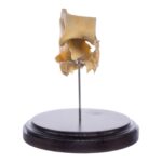 Real Human Partial Skull on Stand – 186 g