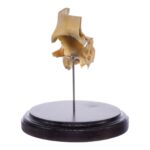 Real Human Partial Skull on Stand – 186 g