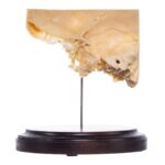 Real Human Partial Skull on Stand – 186 g