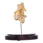 Real Human Partial Skull on Stand – 186 g