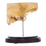 Real Human Partial Skull on Stand – 186 g