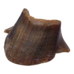 Real Horse Hoof