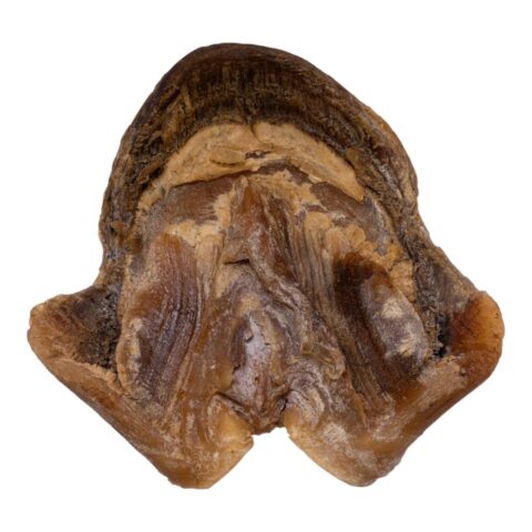 Real Horse Hoof