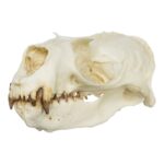 Replica Guadalupe Fur Seal Skull – Male