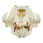 Replica Guadalupe Fur Seal Skull – Male