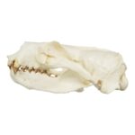 Replica Guadalupe Fur Seal Skull – Male