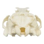 Replica Guadalupe Fur Seal Skull – Male