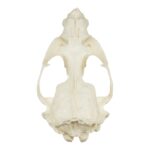 Replica Guadalupe Fur Seal Skull – Male