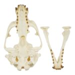 Replica Guadalupe Fur Seal Skull – Male