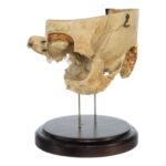Real Human Partial Skull on Stand – 272 g