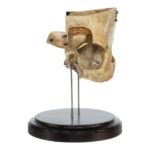 Real Human Partial Skull on Stand – 272 g