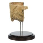 Real Human Partial Skull on Stand – 272 g