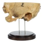 Real Human Partial Skull on Stand – 272 g