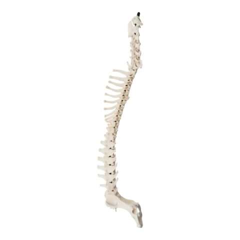 Real Domestic Dog Spine with Sacrum and Pelvis