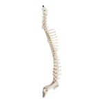 Real Domestic Dog Spine with Sacrum and Pelvis