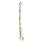 Real Domestic Dog Spine with Sacrum and Pelvis