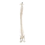 Real Domestic Dog Spine with Sacrum and Pelvis