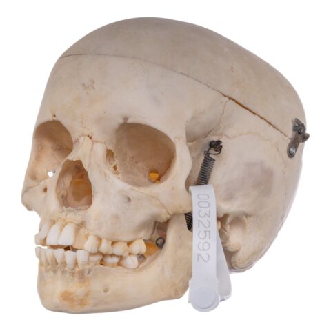 Real Human Child Skull